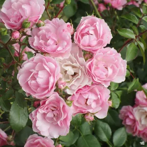 Climbing Rose 'Peggy Martin'