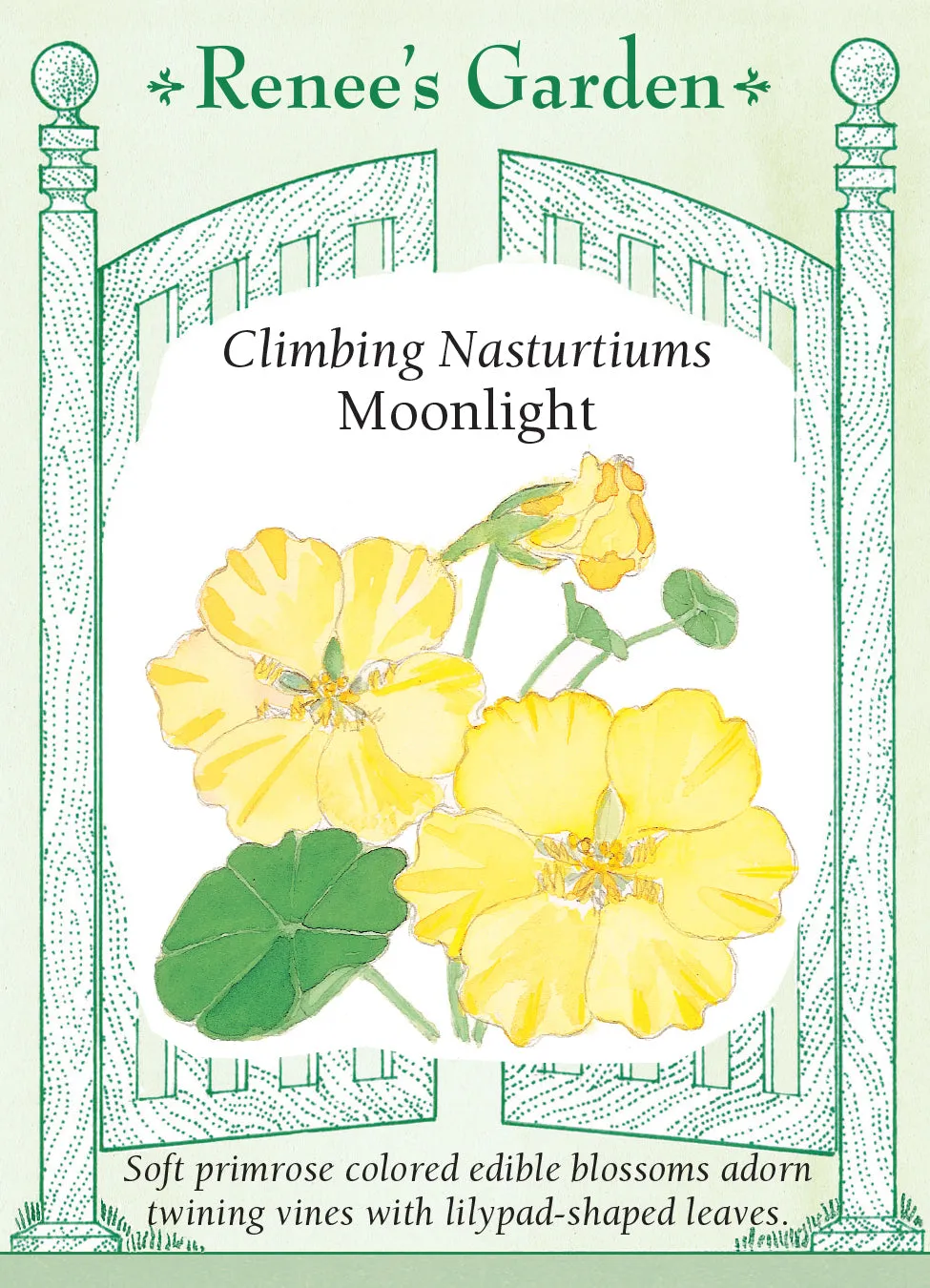 Nasturtium Moonlight Climbing