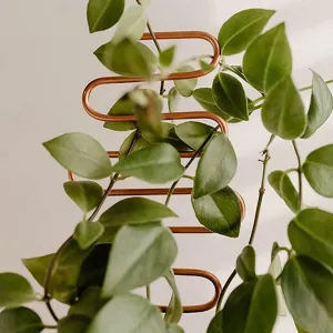 Nordic Plant Climbing Rack