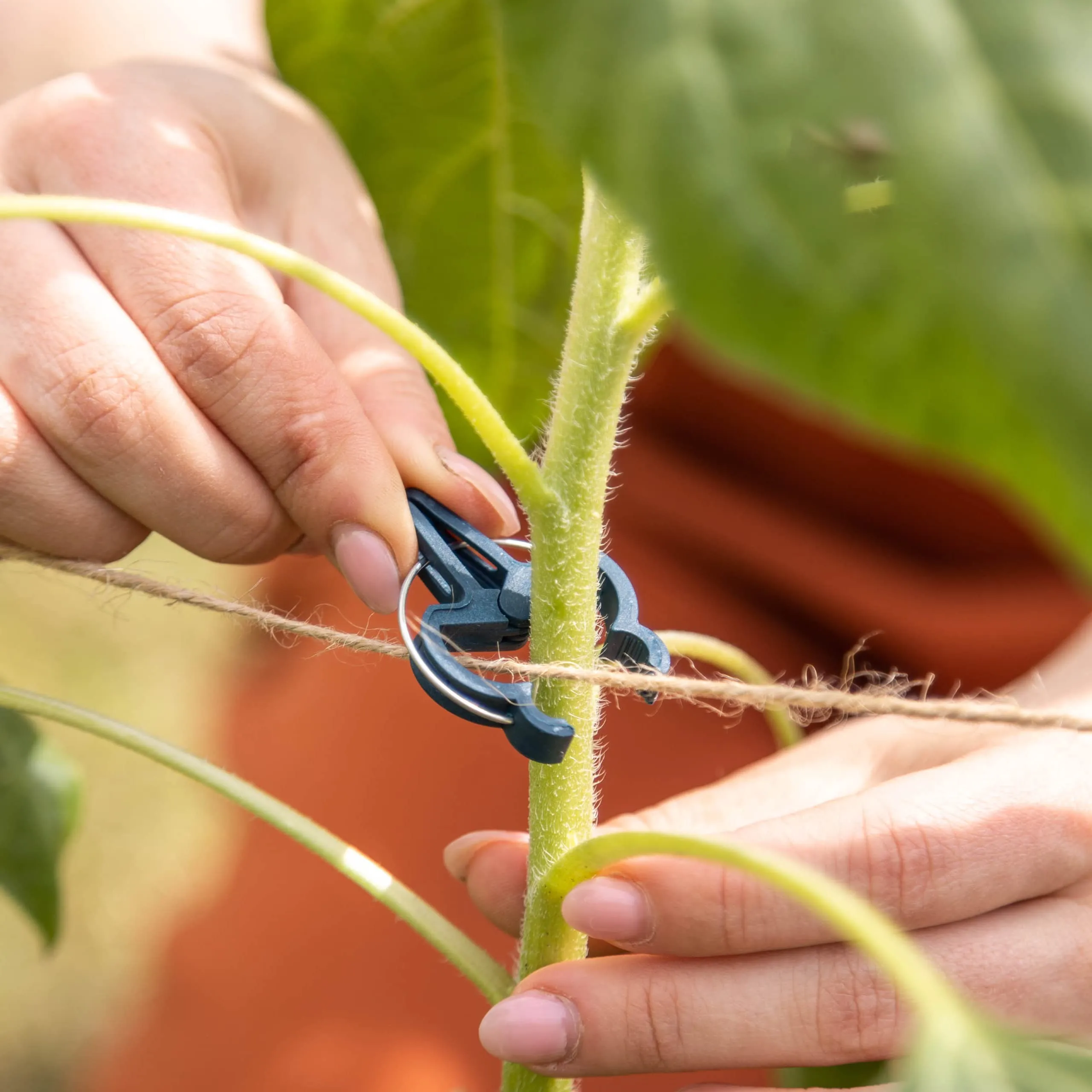 Plant Clips: 20x Plant Support Clips Size L  Climbing Plant Support For Climbing