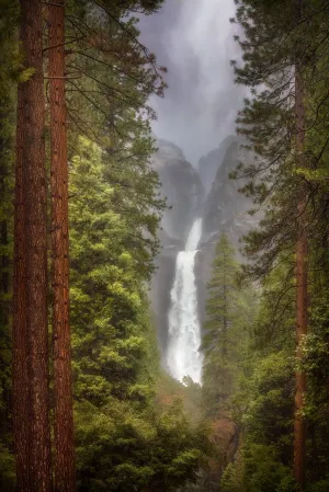 The Mighty Ponderosa, Yosemite