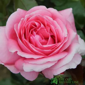 Whartons 'Special Anniversary' Pink Climbing Rose 4Ltr Pot